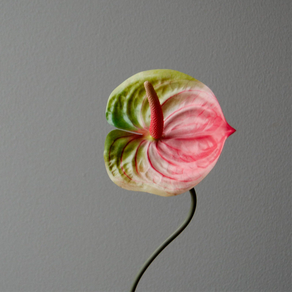 Botané Studios Evighedsblomst Anthurium Lyserød Kunstig